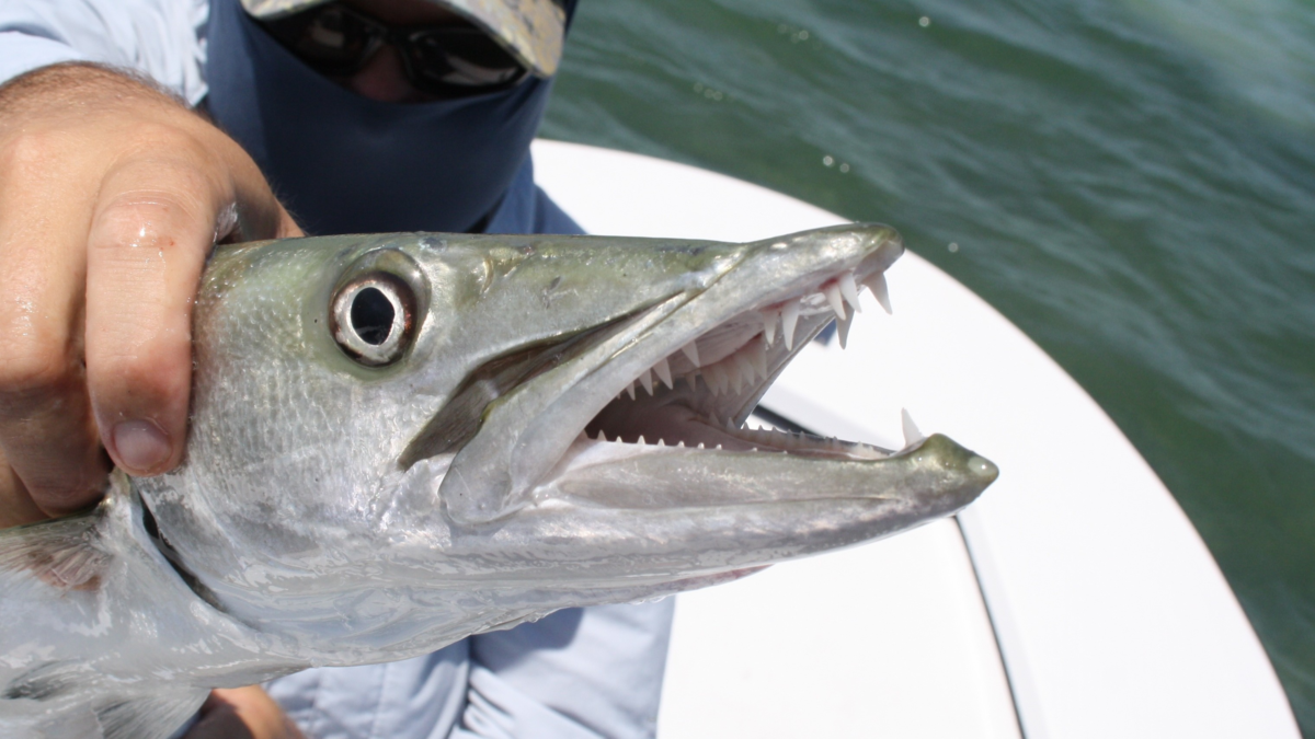 Angler holding a barracuda caught during a Florida fishing charter