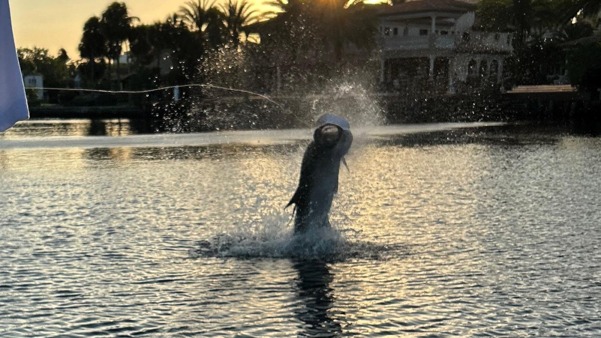 Tarpon jumping from the water during an inshore fishing trip in Fort Lauderdale